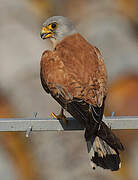 Lesser Kestrel