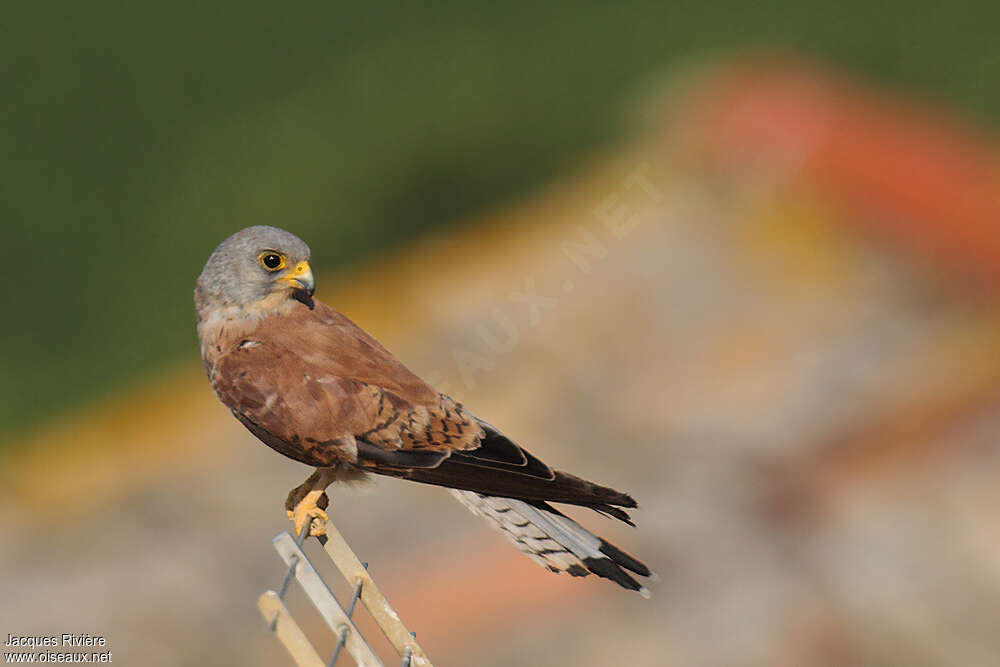 Lesser Kestrel male subadult, identification