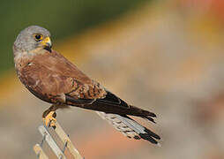 Lesser Kestrel