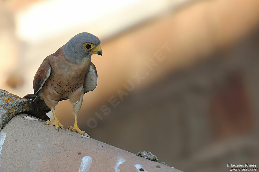 Lesser Kestrel male adult breeding