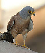 Lesser Kestrel