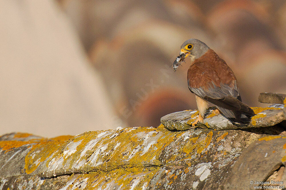 Lesser Kestrel male adult breeding