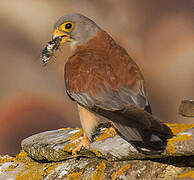 Lesser Kestrel