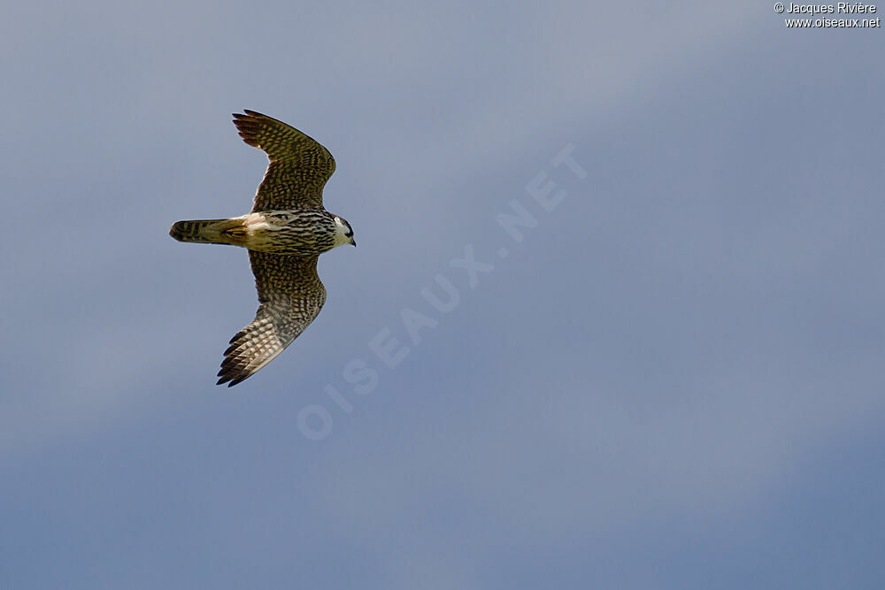 Eurasian Hobbysubadult, Flight