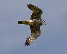 Eurasian Hobby