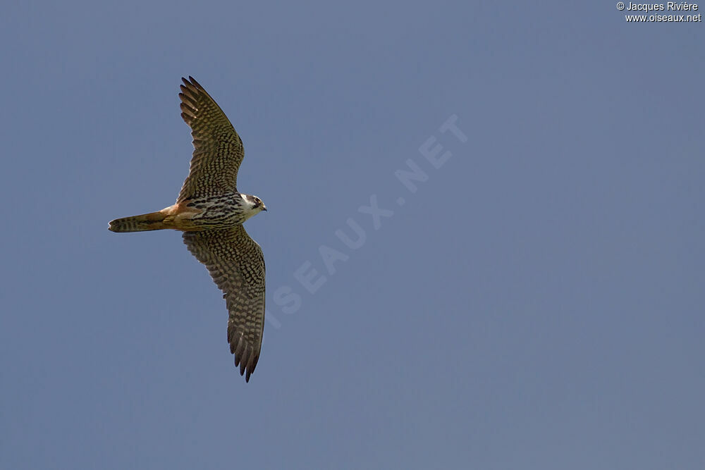 Eurasian Hobbyadult breeding, Flight