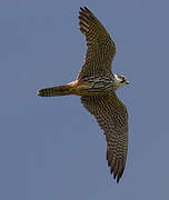 Eurasian Hobby