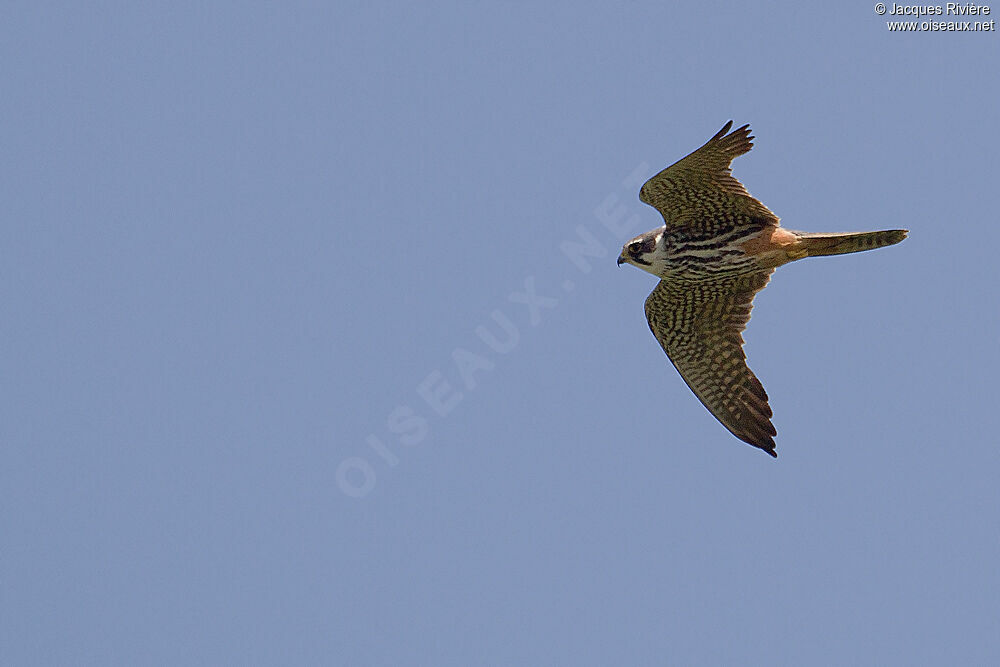 Eurasian Hobbyadult breeding, Flight