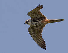 Eurasian Hobby