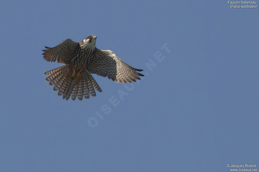 Eurasian Hobbyadult breeding, Flight