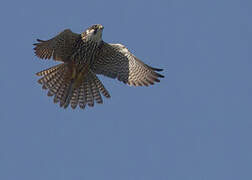 Eurasian Hobby