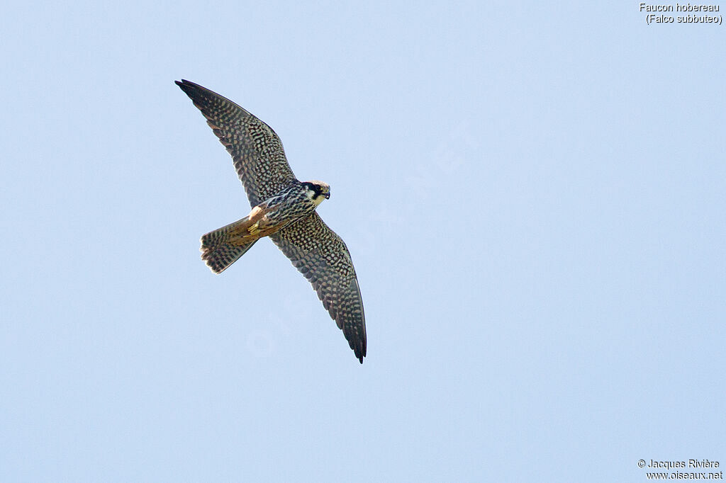 Eurasian Hobbyadult breeding, Flight