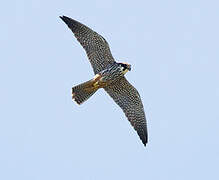 Eurasian Hobby