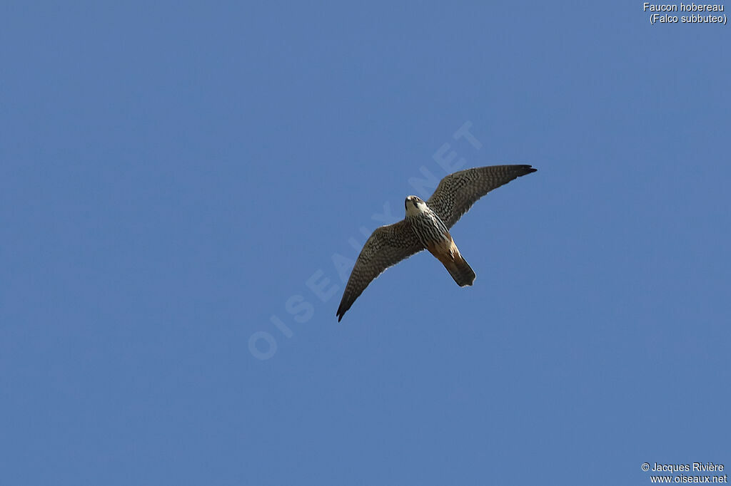 Eurasian Hobbyadult breeding, Flight