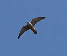 Eurasian Hobby