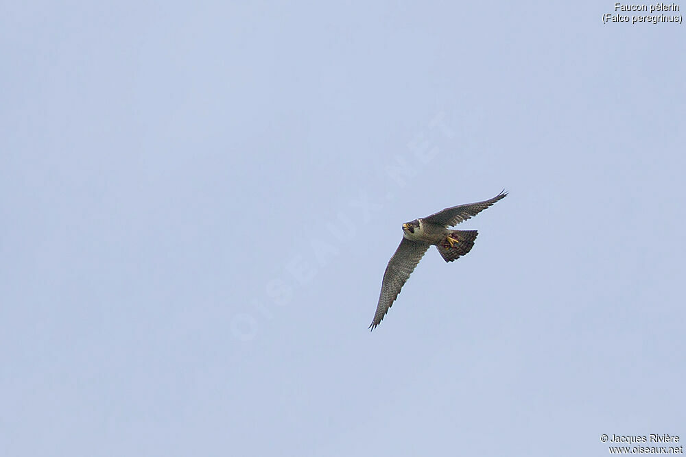 Peregrine Falconadult breeding, Flight