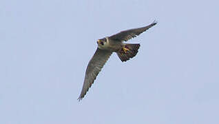 Peregrine Falcon