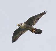 Peregrine Falcon