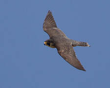 Peregrine Falcon