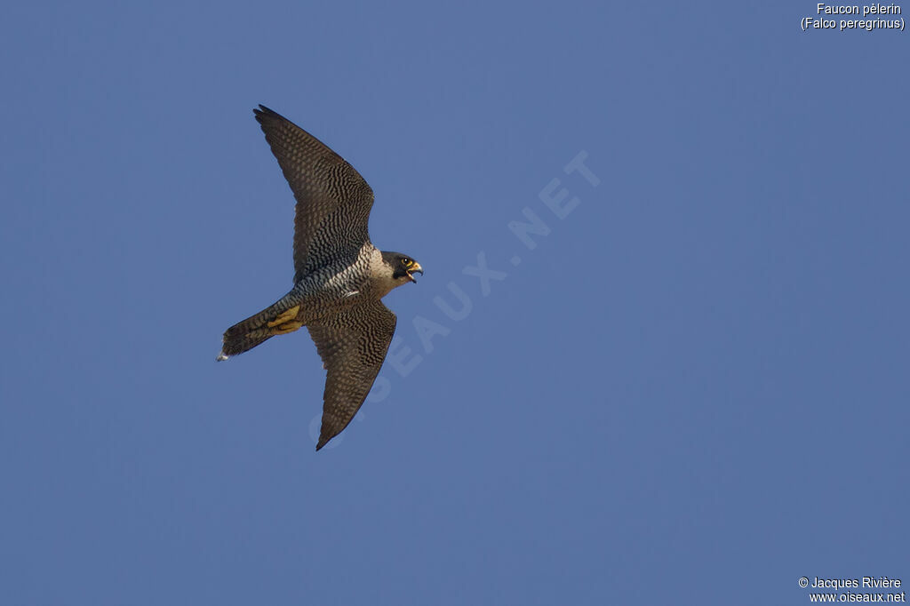 Peregrine Falcon female adult breeding, Flight