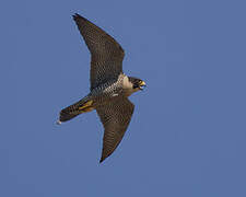 Peregrine Falcon