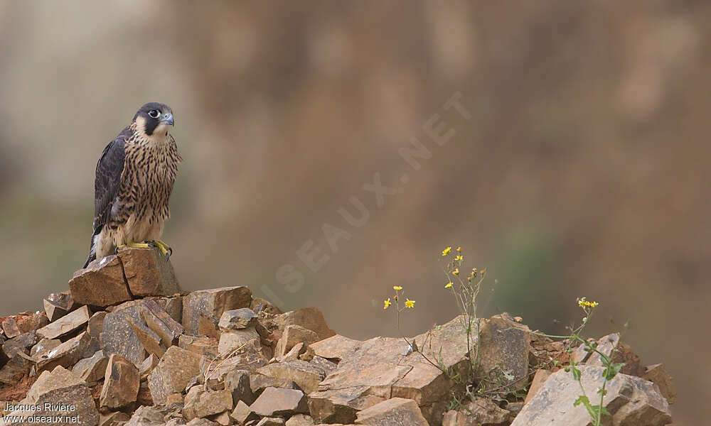 Peregrine Falconjuvenile, identification