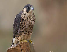 Peregrine Falcon