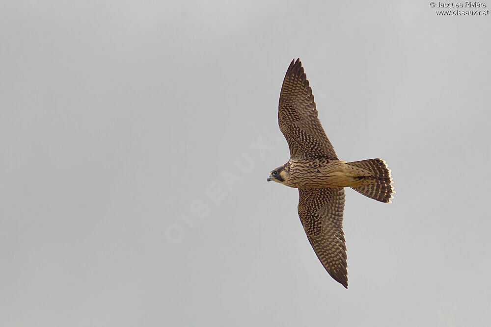 Peregrine Falconimmature, Flight