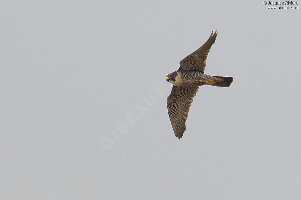 Peregrine Falconadult breeding, Flight