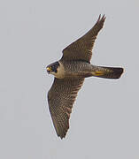 Peregrine Falcon