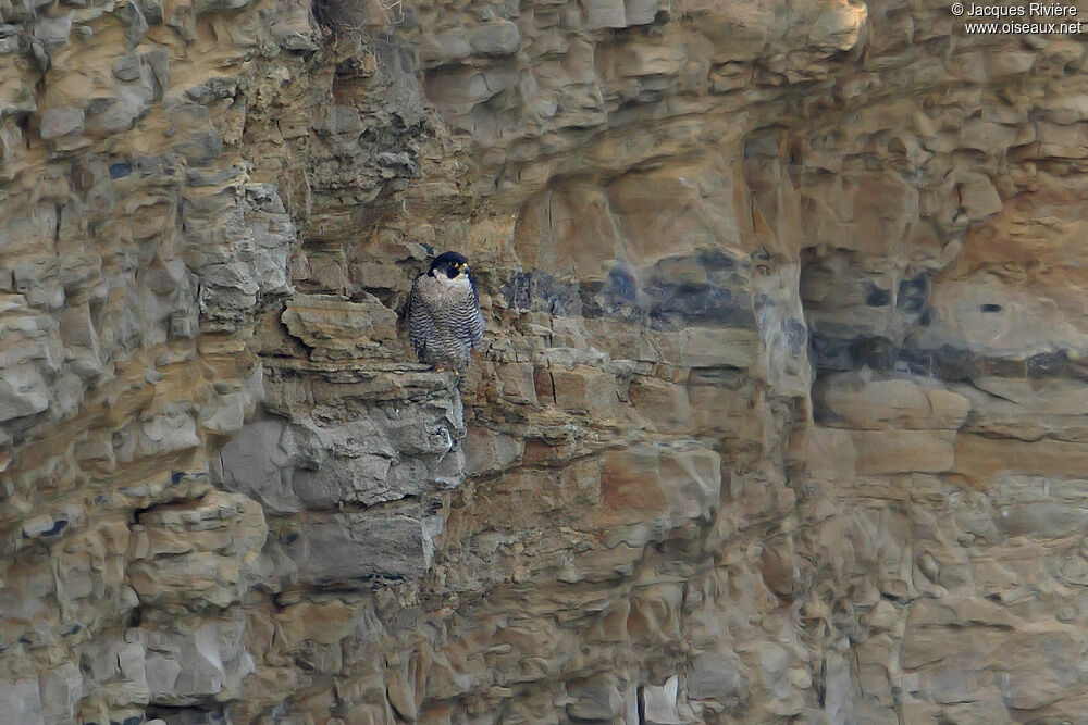 Peregrine Falconadult breeding