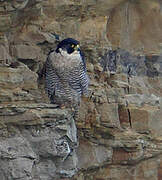 Peregrine Falcon