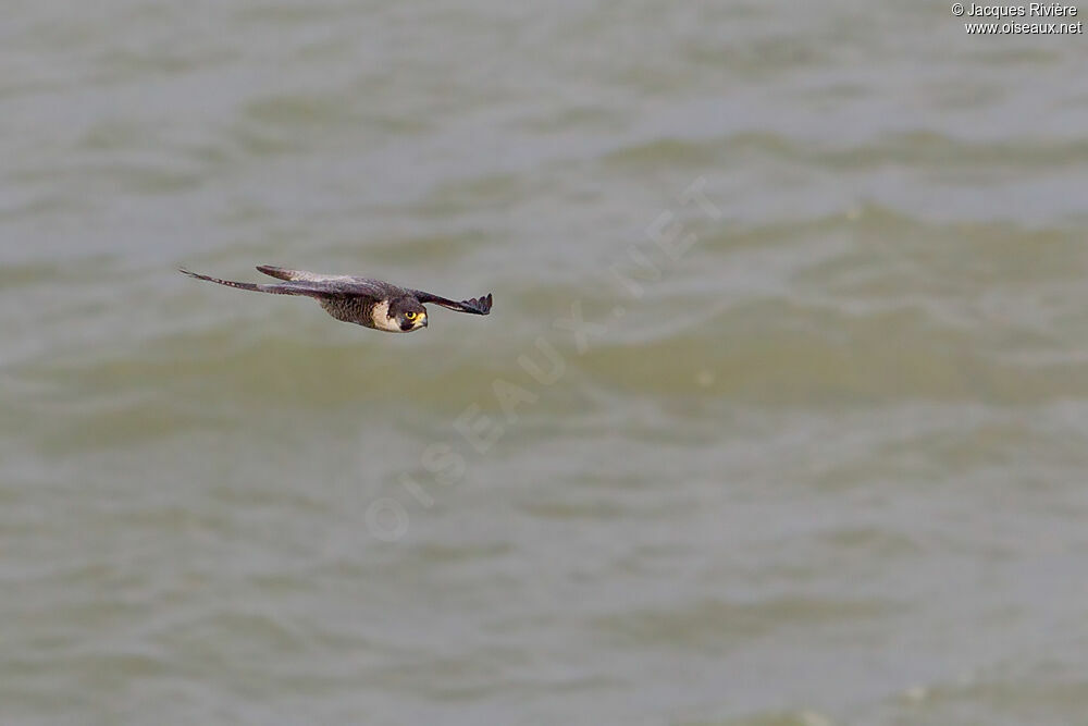 Peregrine Falconadult breeding, Flight