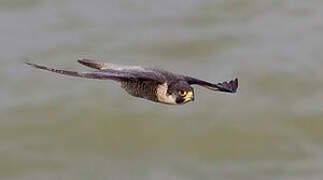 Peregrine Falcon