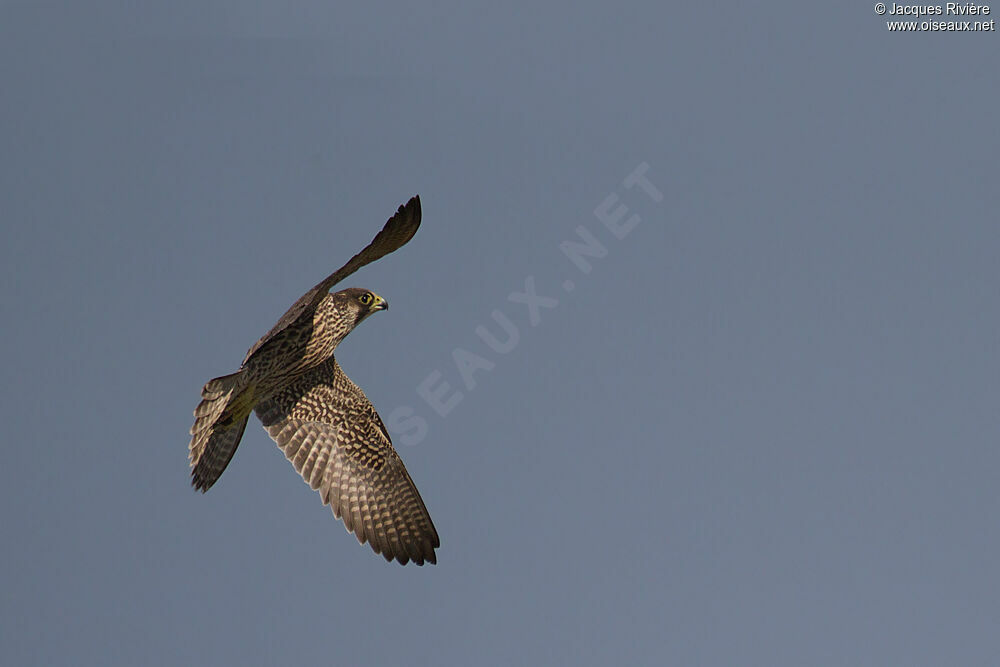 Peregrine Falconimmature, Flight