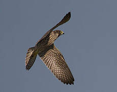 Peregrine Falcon