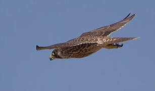 Peregrine Falcon