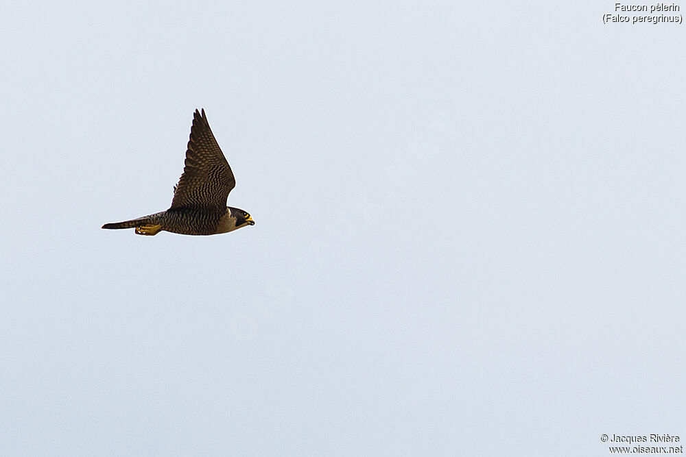 Peregrine Falcon female adult breeding, Flight