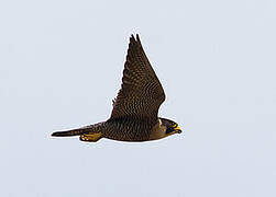 Peregrine Falcon