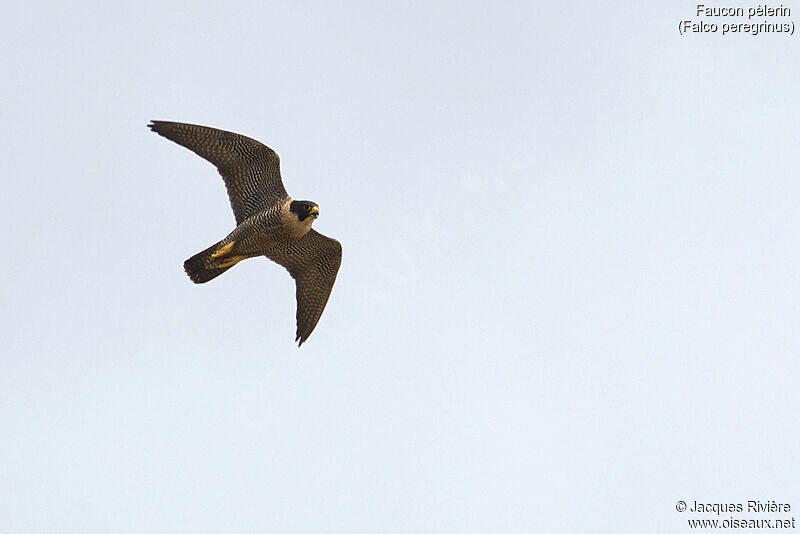 Peregrine Falcon female adult breeding, Flight