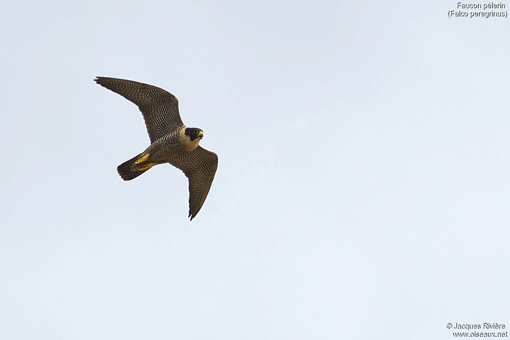 Peregrine Falcon female adult breeding, Flight