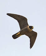 Peregrine Falcon