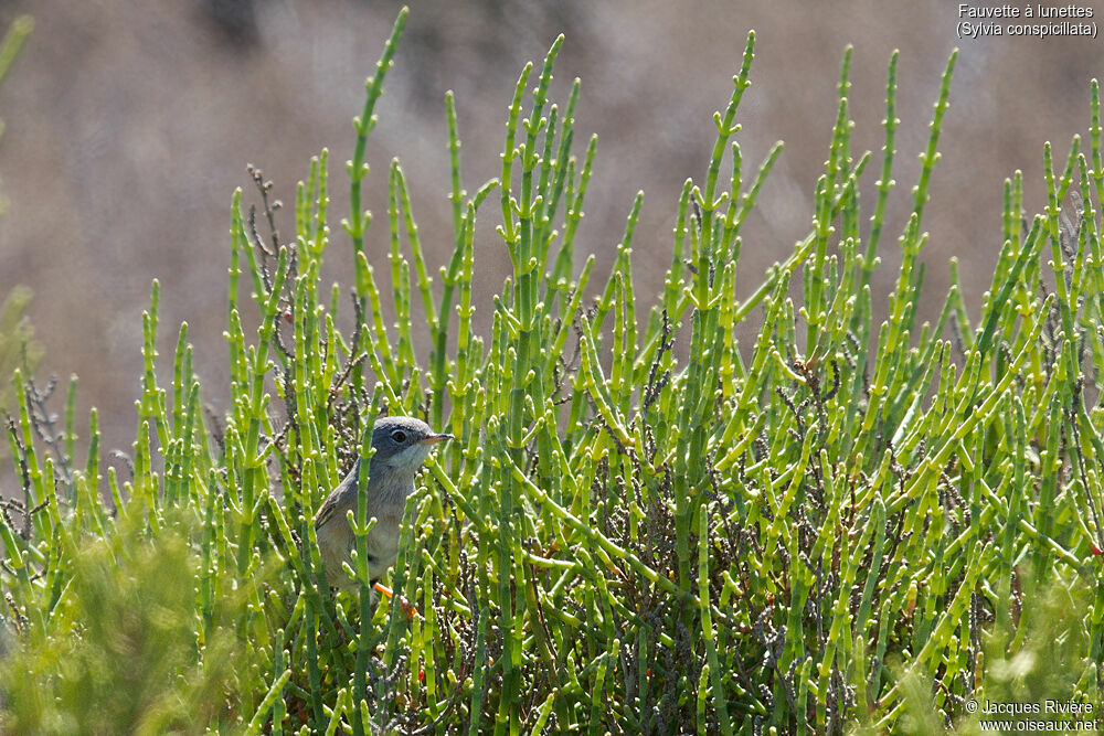 Spectacled Warbler female adult breeding, identification