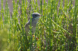 Spectacled Warbler