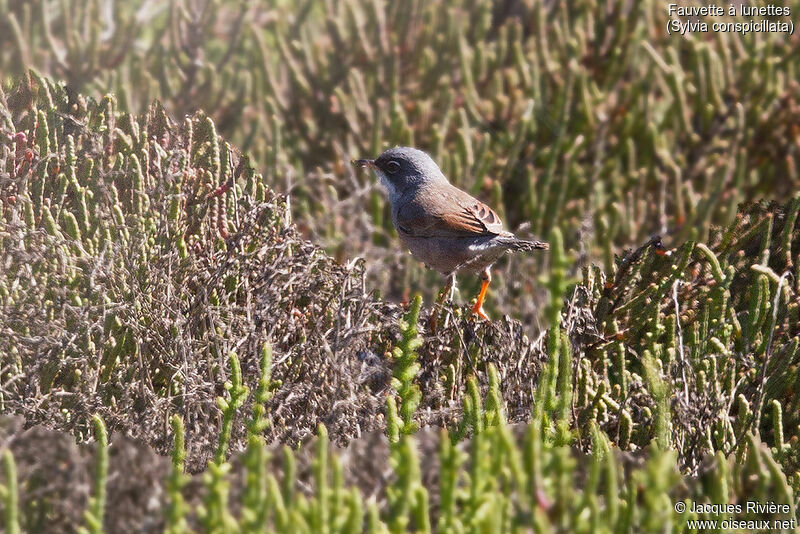 Spectacled Warbler male adult breeding, identification