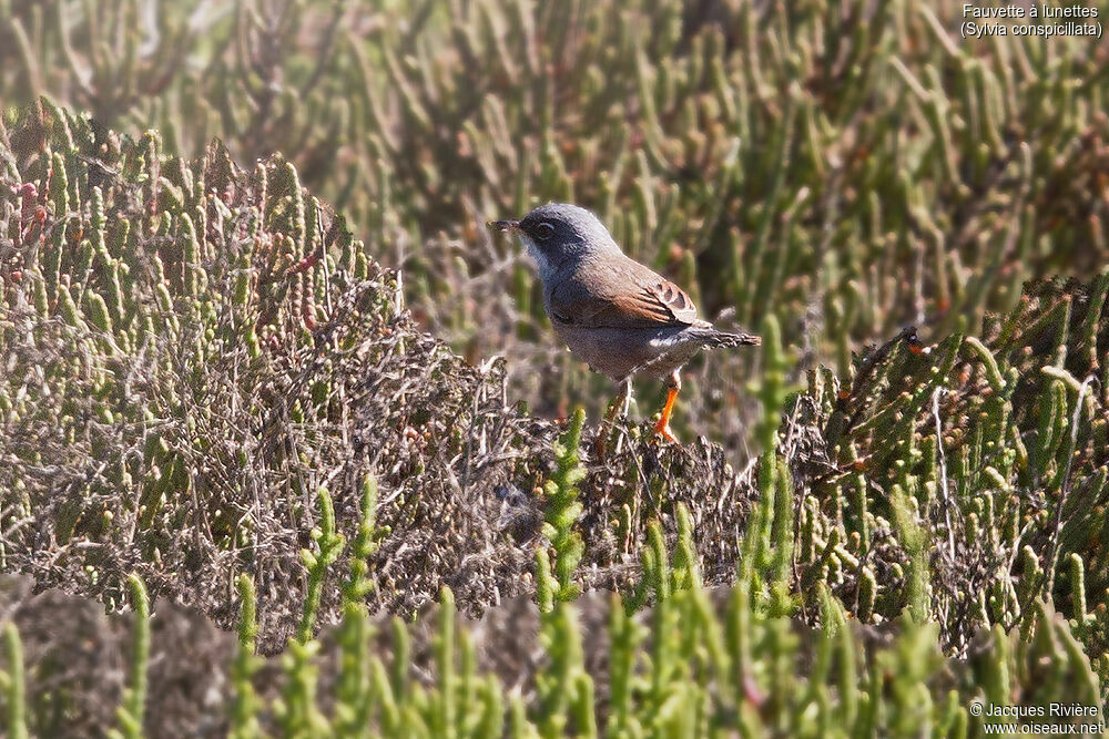 Spectacled Warbler male adult breeding, identification