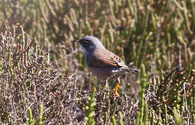 Spectacled Warbler