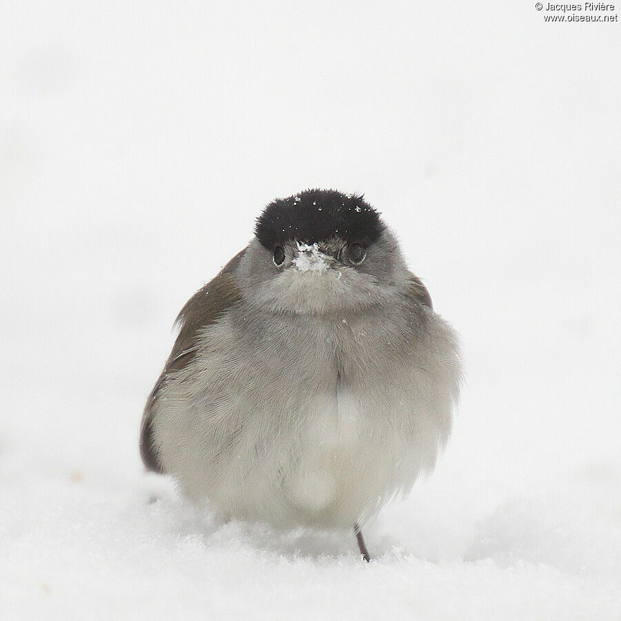 Eurasian Blackcap male adult post breeding