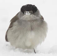 Eurasian Blackcap