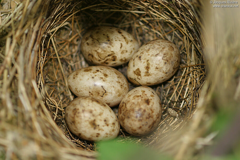 Eurasian Blackcap, Reproduction-nesting